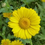 Corn Marigold (Glebionis segetum)