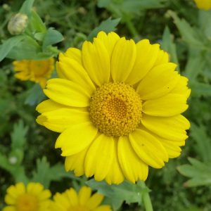 Corn Marigold (Glebionis segetum)