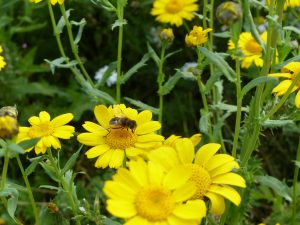 Corn Marigold (Glebionis segetum) flower and leaves with hoverfly