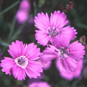 Maiden Pink