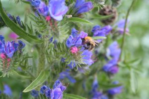 Viper's bugloss (Echium vulgare) and bumblebee