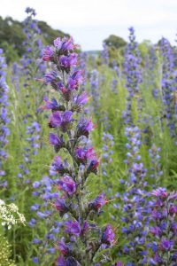 Viper's bugloss (Echium vulgare) flowers spike