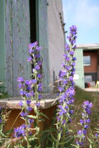 Viper's bugloss (Echium vulgare) flowers spikes