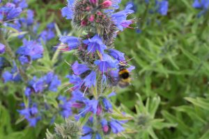 Viper's bugloss (Echium vulgare) and bumblebee