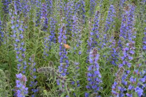 Viper's bugloss (Echium vulgare) flowers spikes