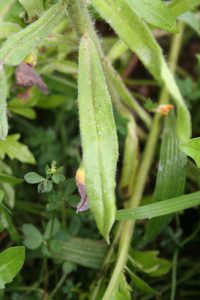 Viper's bugloss (Echium vulgare) leaves