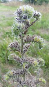 Viper's Bugloss (Echium vulgare) seed heads