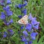 Viper's bugloss (Echium vulgare) flowers and Painted Lady butterfly