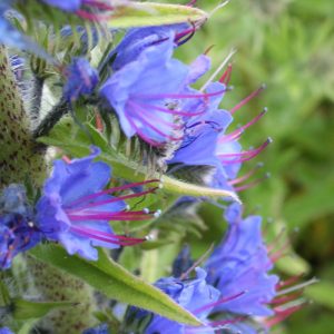 Viper's Bugloss