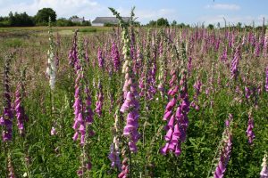 Field of Foxgloves (Digitalis purpurea)