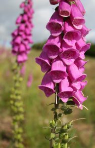 Foxgloves (Digitalis purpurea) flowers