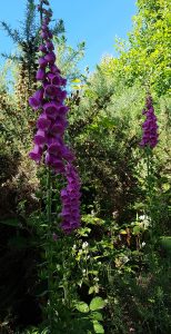 Foxgloves (Digitalis purpurea) flowers in forest