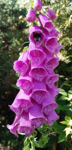 Foxgloves (Digitalis purpurea) flower forest