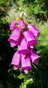 Foxgloves (Digitalis purpurea) flower forest