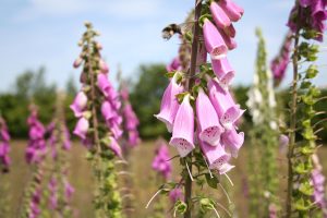 Foxgloves (Digitalis purpurea) flower bumblebee