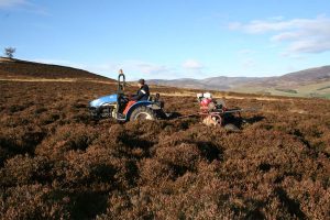 Heather (Calluna vulgaris) brush harvesting