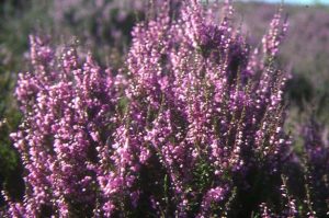 Heather (Calluna vulgaris) flowers