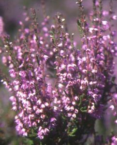 Heather (Calluna vulgaris) flowers