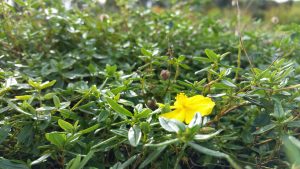 Rock Rose (Helianthemum nummularium) leaves