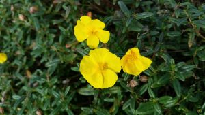 Rock Rose (Helianthemum nummularium) flowers