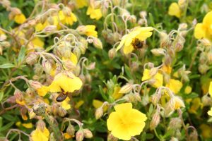 Rock Rose (Helianthemum nummularium) plants