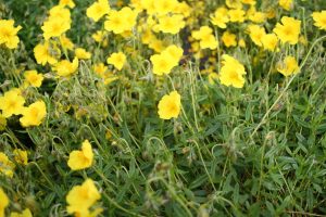 Rock Rose (Helianthemum nummularium) plants