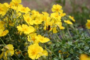 Rock Rose (Helianthemum nummularium) plants