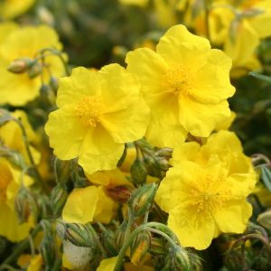 Rock Rose
