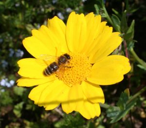 Honeybee on Corn Marigold