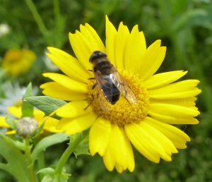 Hoverfly on Corn Marigold