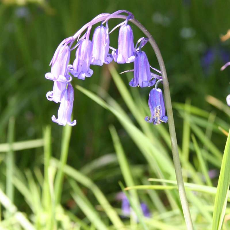 Bluebell – Scotia Seeds