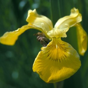 Yellow Flag