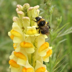 Toadflax