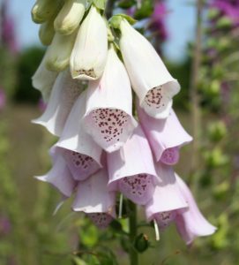 pale pink Foxglove (Digitalis purpurea) flower