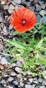 Corn Poppy (Papaver rhoeas) flower and leaves