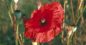 Corn Poppy (Papaver rhoeas) flower and seedheads