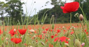 Corn Poppies (Papaver rhoeas) flowers and buds