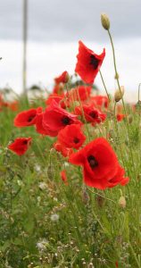 Corn Poppies (Papaver rhoeas)