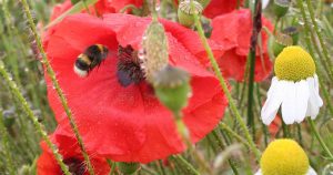 Corn Poppy (Papaver rhoeas), Mayweed (Tripleurospermum inodorum) and bumblebee