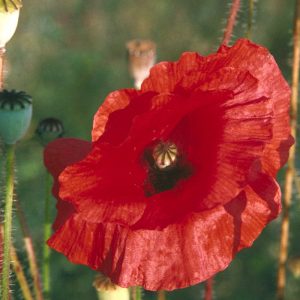 Poppy