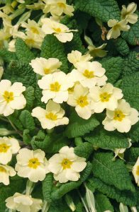 Primrose (Primula vulgaris) plant