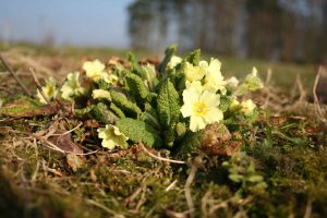 Primrose (Primula vulgaris) plant