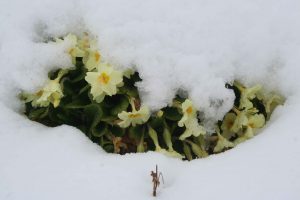 Primrose (Primula vulgaris) plant in snow