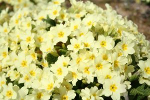Primrose (Primula vulgaris) flowers