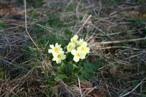 Primrose (Primula vulgaris) plant