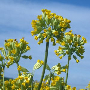 Cowslip