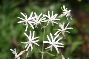 Nottingham Catchfly (Silene nutans) flowers