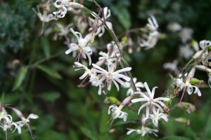 Nottingham Catchfly (Silene nutans) flowers