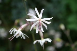 Nottingham Catchfly (Silene nutans) flower