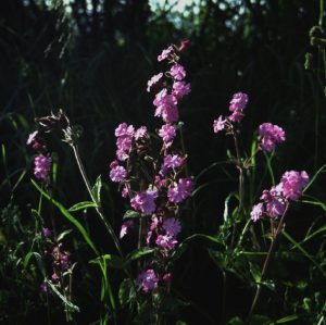 Woodland Meadow Mix